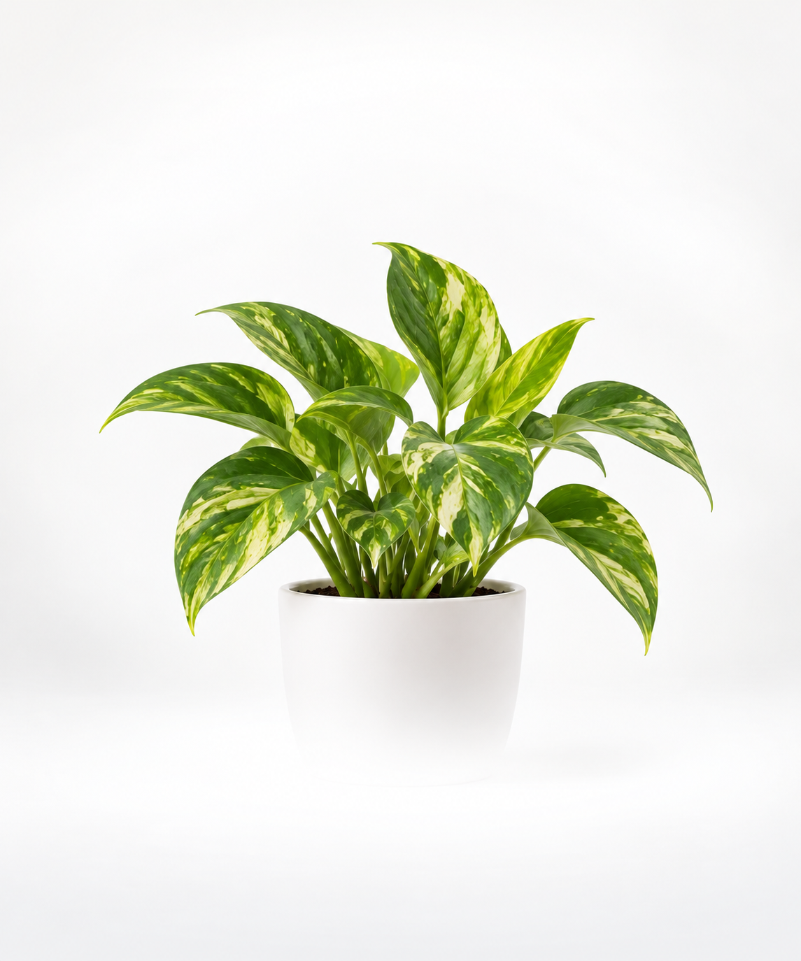 Small Plants testing