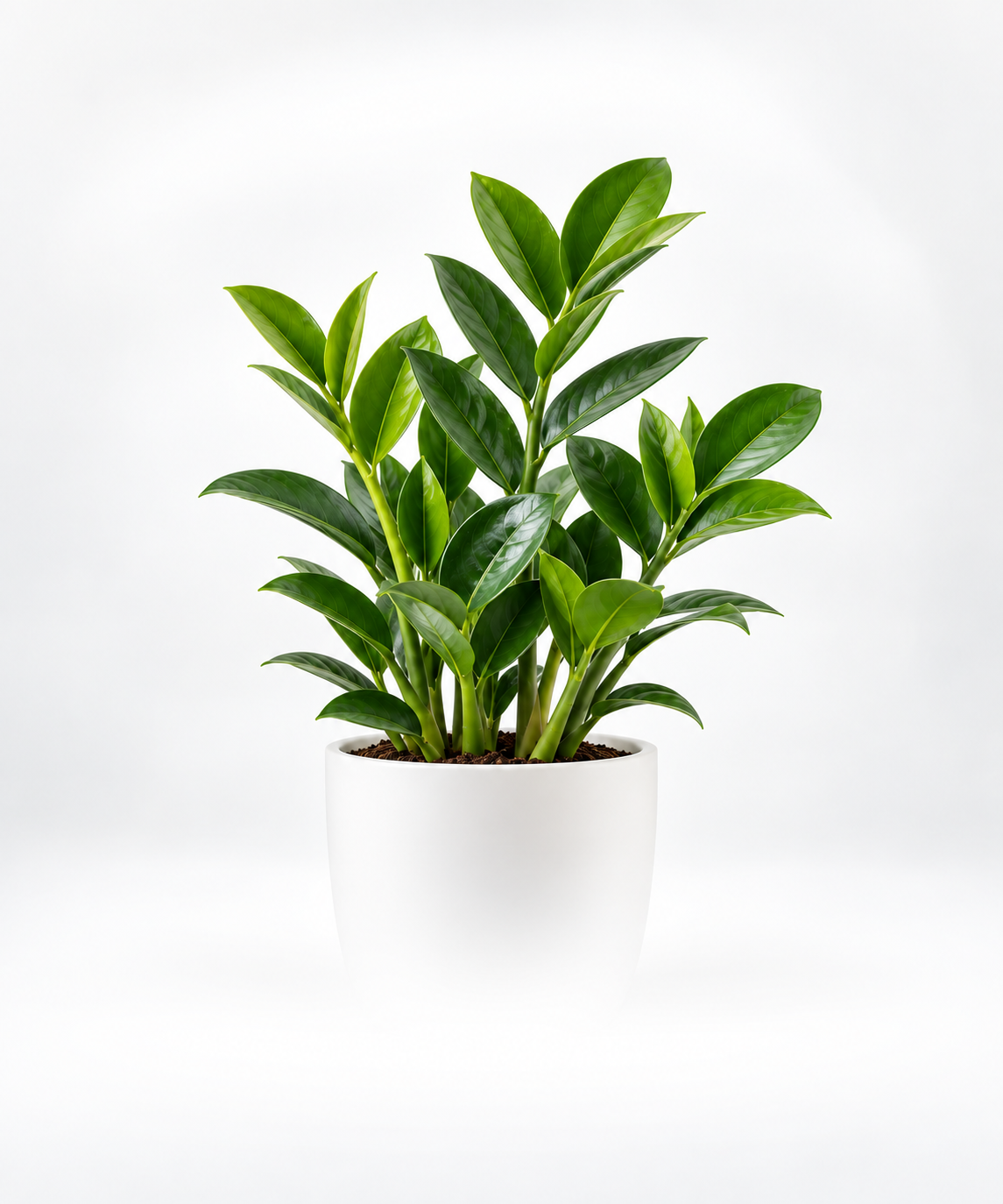 Tabletop Plants