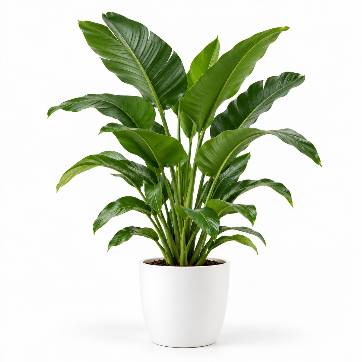 Large Plants