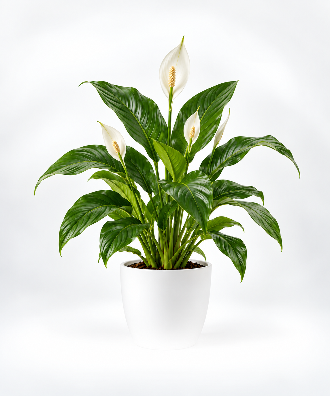 Medium Plants