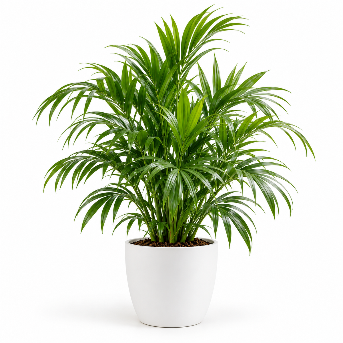 Outdoor Plants