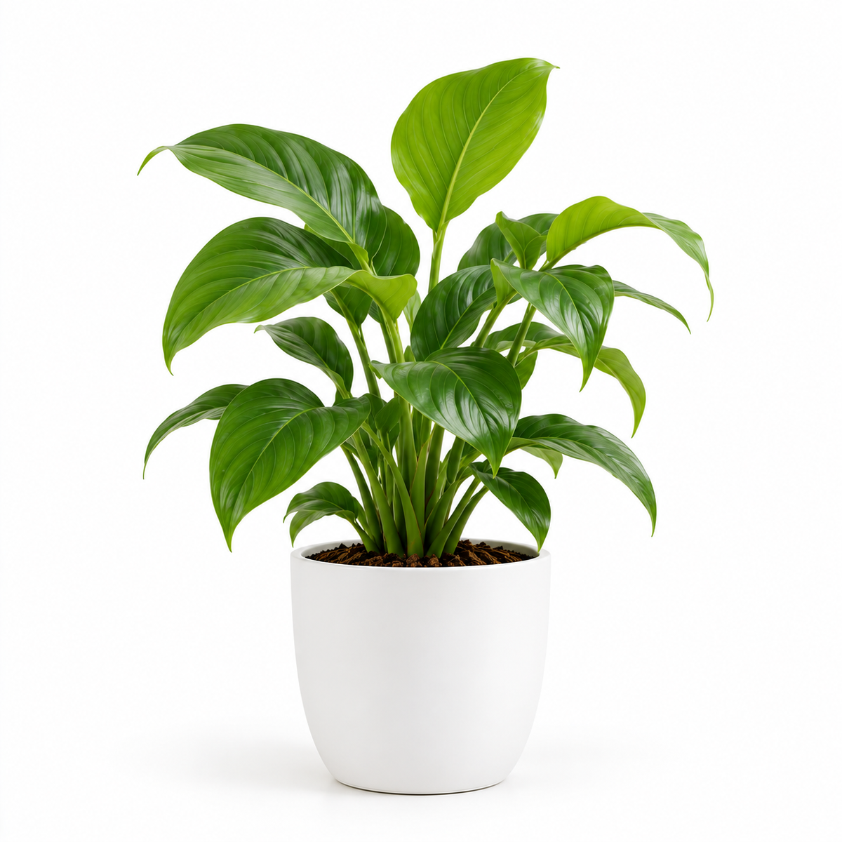 View All Plants