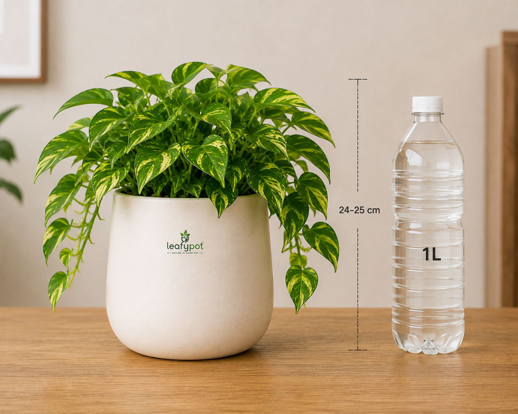 Money Plant- Golden Pothos