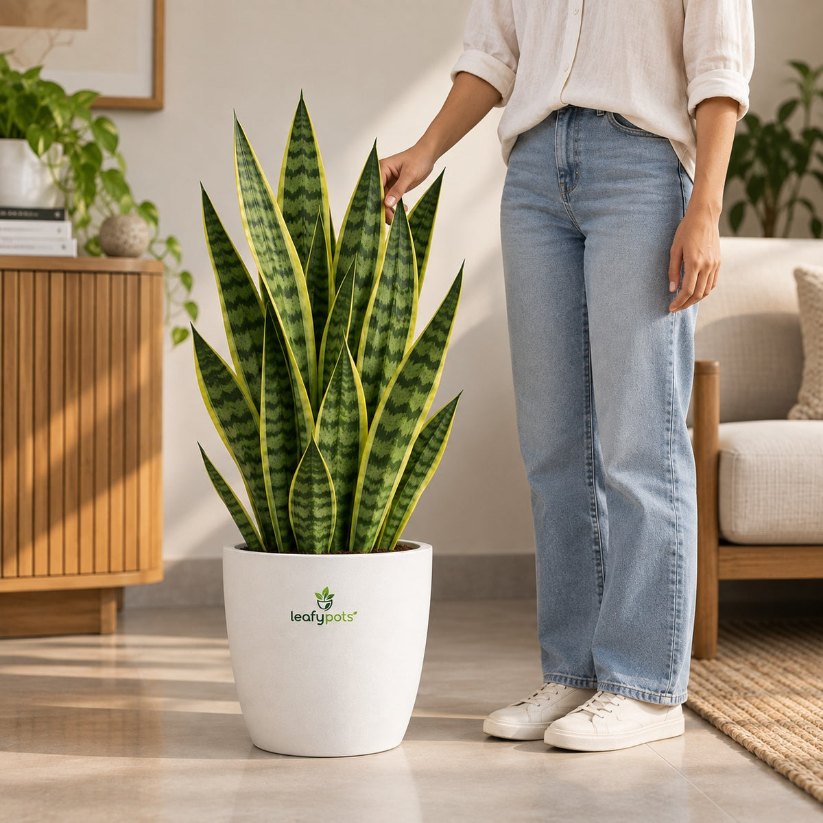 Snake Plant- Air Purifying Plant