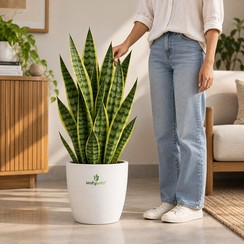 Snake Plant- Air Purifying Plant