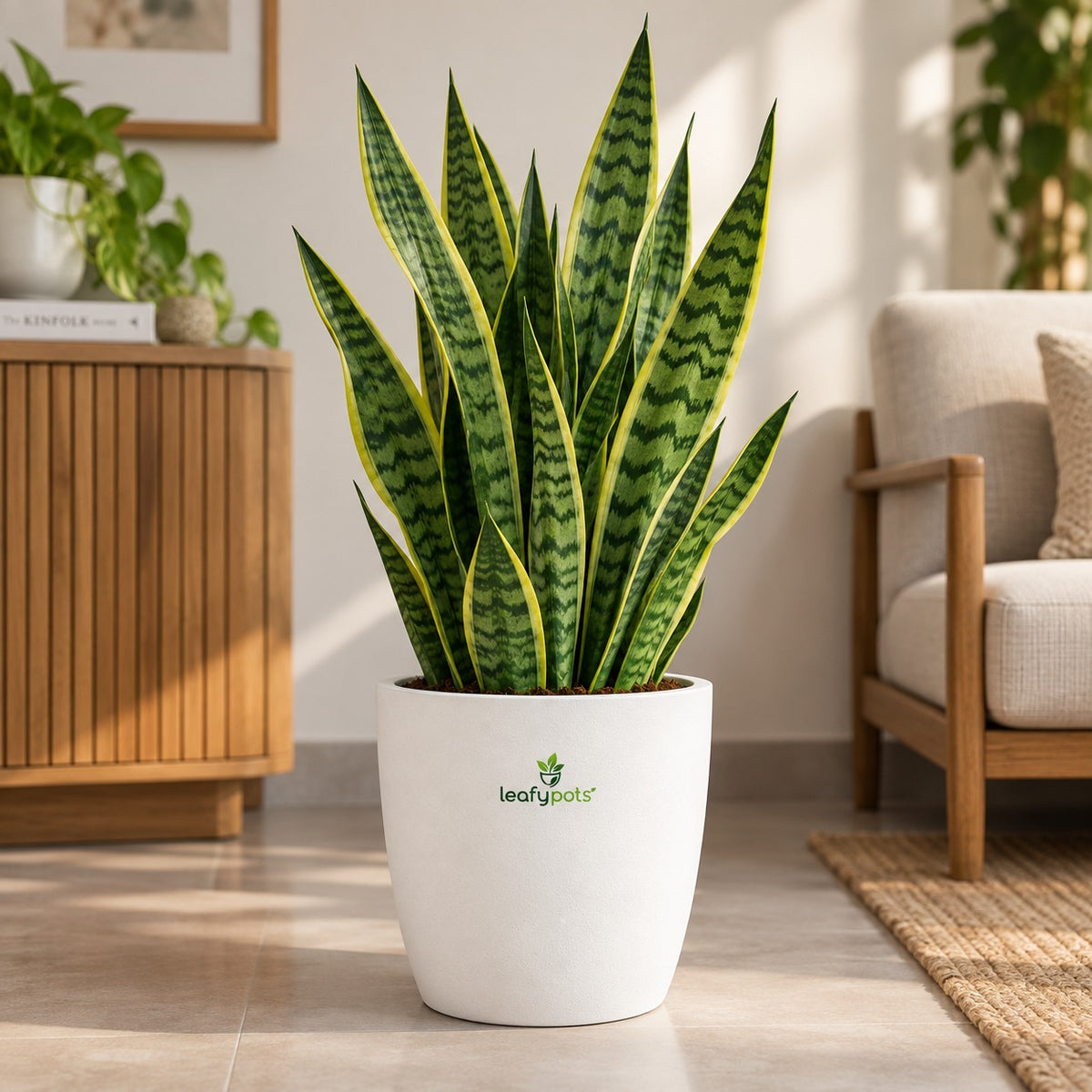 Snake Plant- Air Purifying Plant