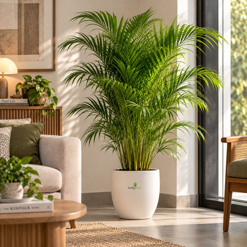 Areca Palm – Air Purifying Plant