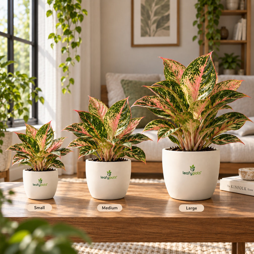 Aglaonema — Chinese Evergreen Plant