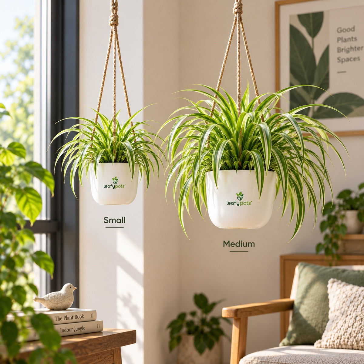 Spider Plant