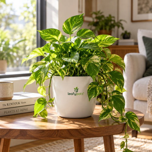Money Plant- Golden Pothos