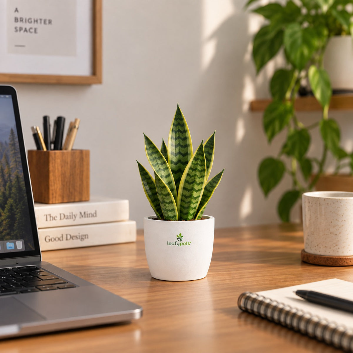 Snake Plant- Air Purifying Plant