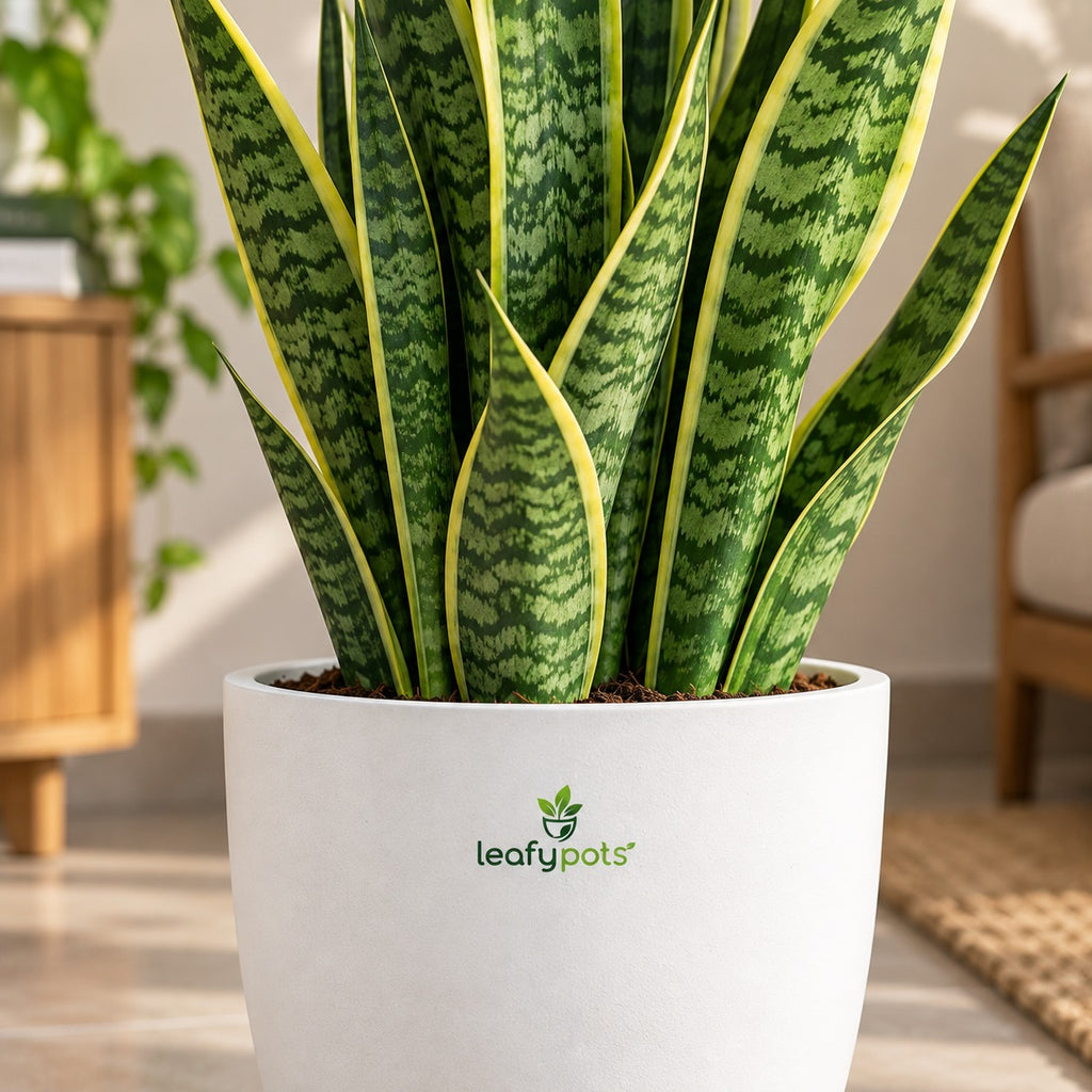 Snake Plant- Air Purifying Plant