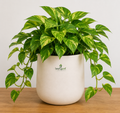 Money Plant- Golden Pothos